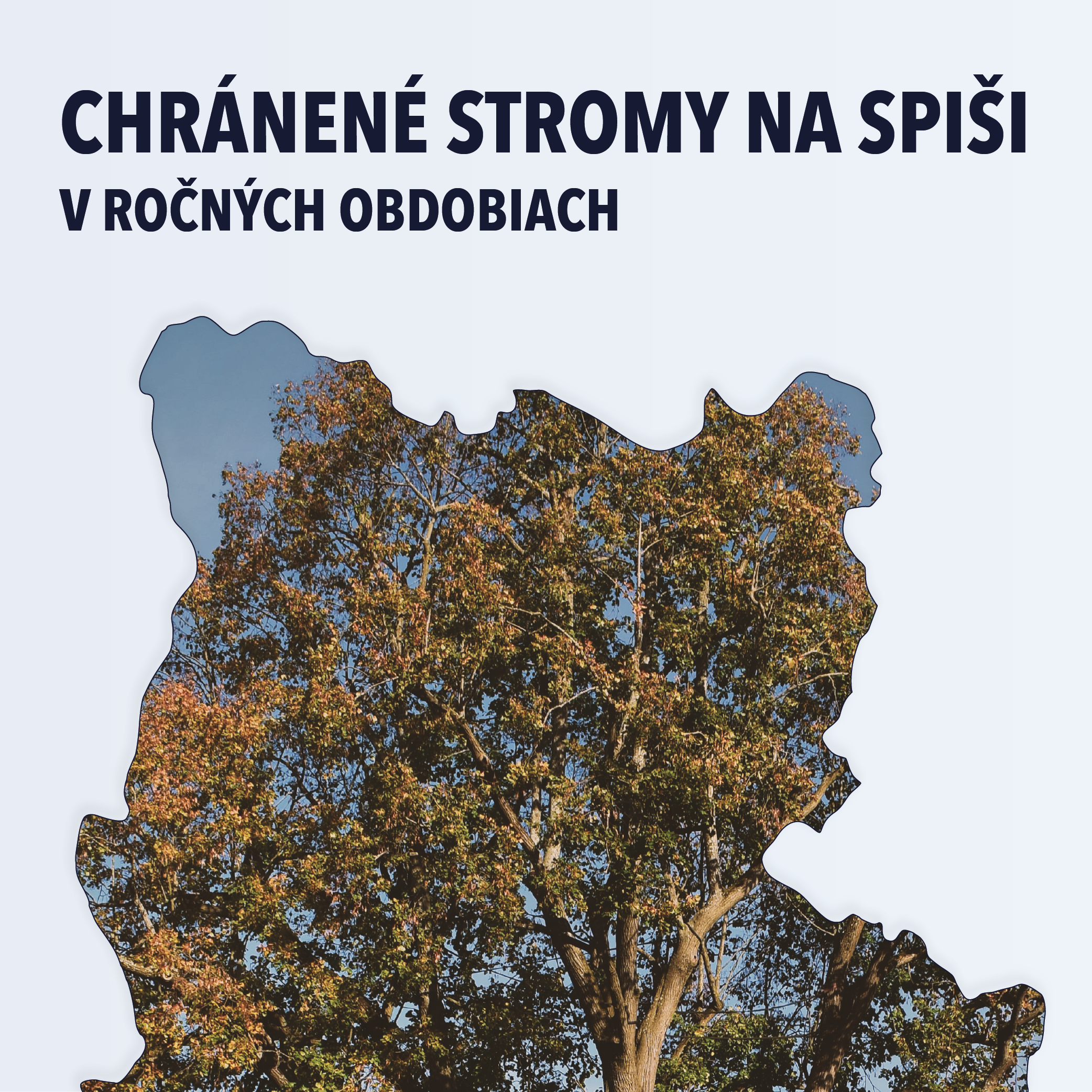 Chránené stromy na Spiši v ročných obdobiach