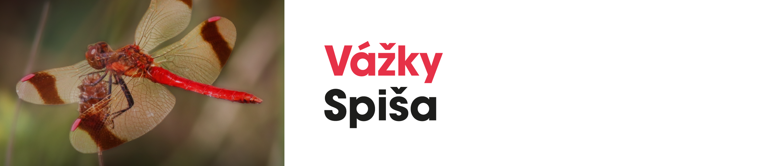 Vážky Spiša - O prírode v pivničke 49