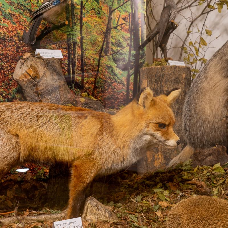 Líška – Výstava Kamufláž v Múzeu Spiša